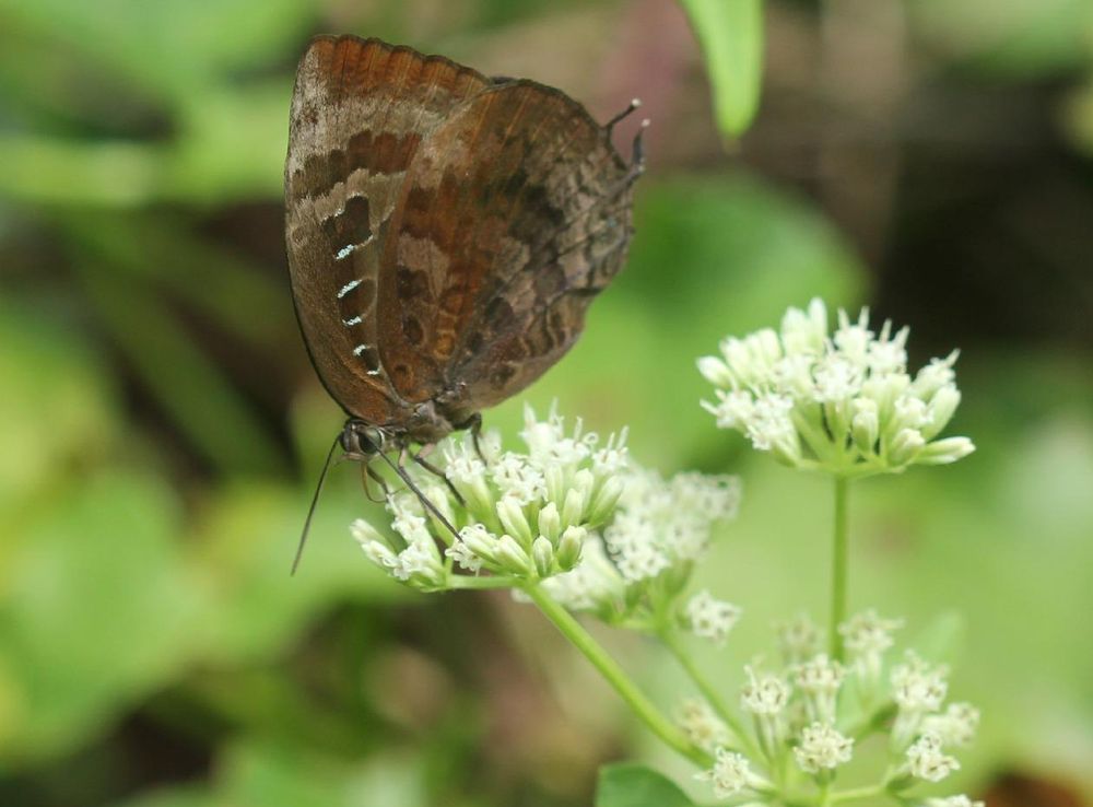 File:Centaur Oakblue andamans at Mt Harriet National Park.jpg - Wikimedia  Commons