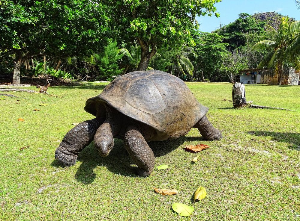 File:Curieuse Marine National Park Aldabra giant tortoise.JPG - Wikimedia  Commons