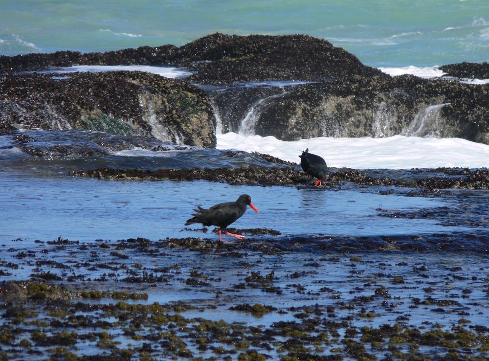 File:Haematopus moquini P1040465.JPG - Wikipedia