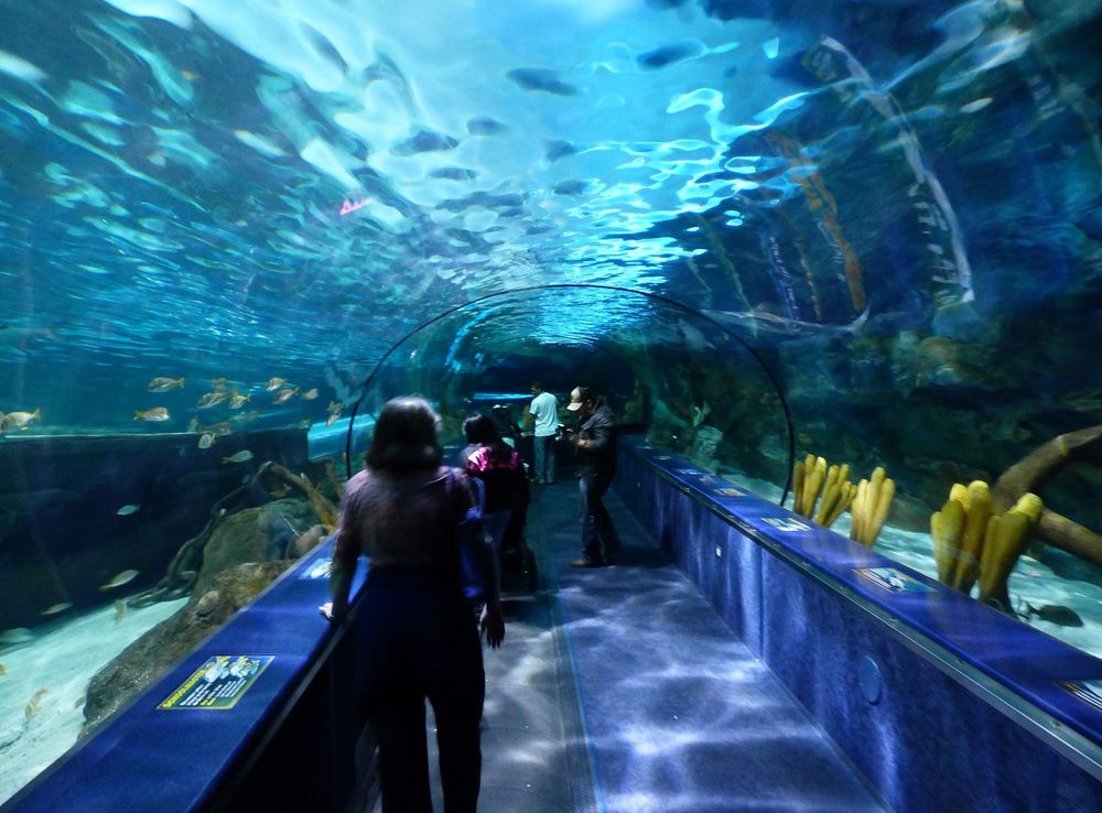 File:Shark Cave Ripley's Aquarium Myrtle Beach 2.JPG - Wikimedia Commons