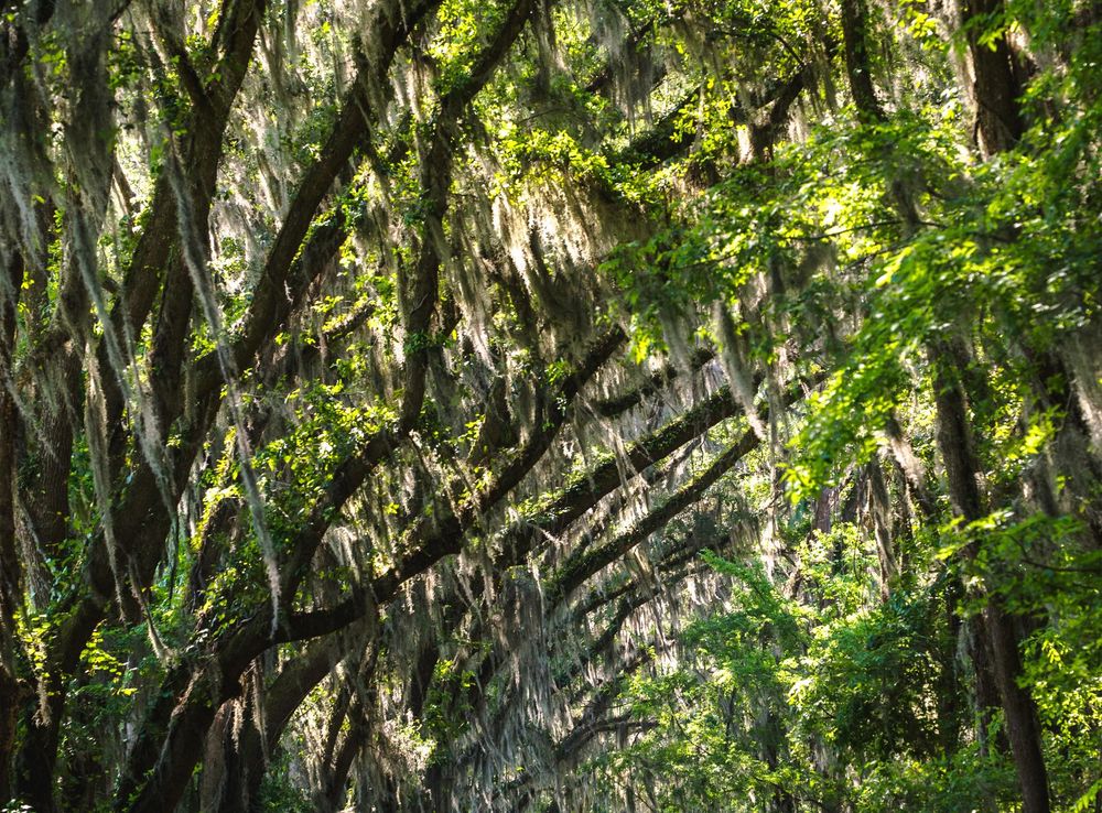 Trees arching over the road in Tallahassee, Florida image - Free stock  photo - Public Domain photo - CC0 Images