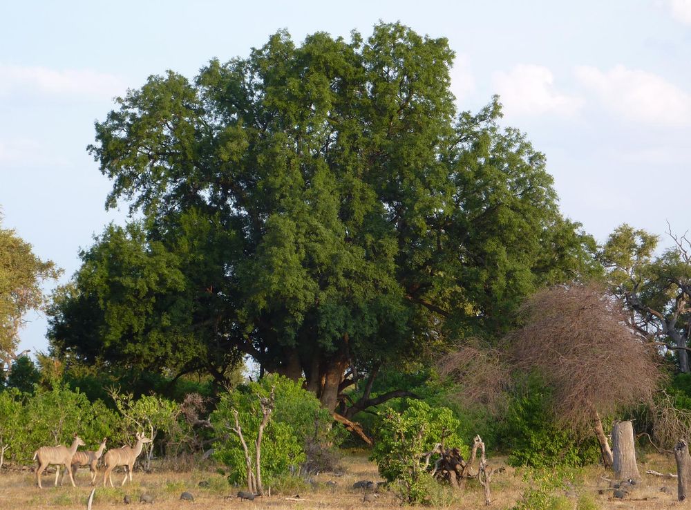 File:Mashatu Tree.JPG - Wikipedia