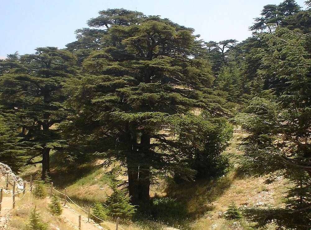 File:Lebanon cedar forest.jpg - Wikimedia Commons