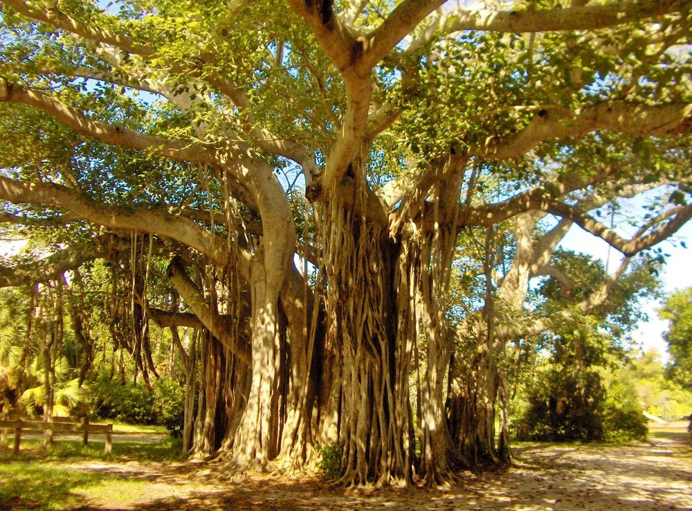 File:Giant tree in Hugh Taylor Birch Park, Fort-Lauderdale, Florida -  panoramio.jpg - Wikimedia Commons
