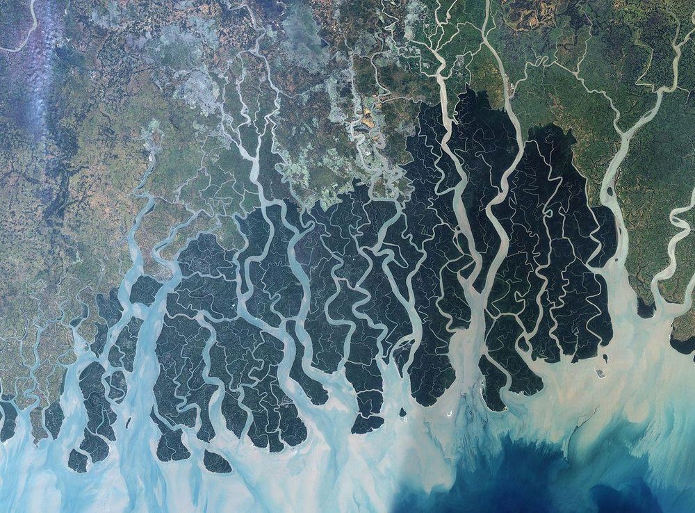 File:Sundarbans.jpg - Wikimedia Commons
