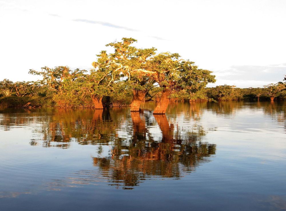 File:Cuyabeno-lake.jpg - Wikipedia