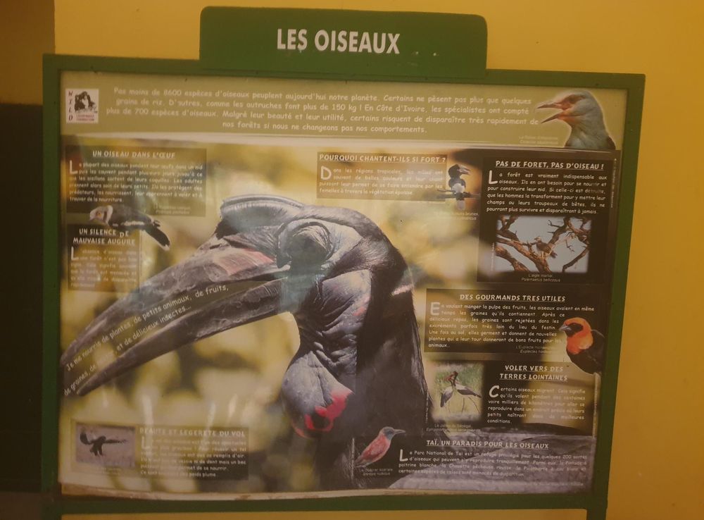 File:WikiConvFr23 en cote d'Ivoire visite du parc national du Banco Abidjan  36.jpg - Wikimedia Commons