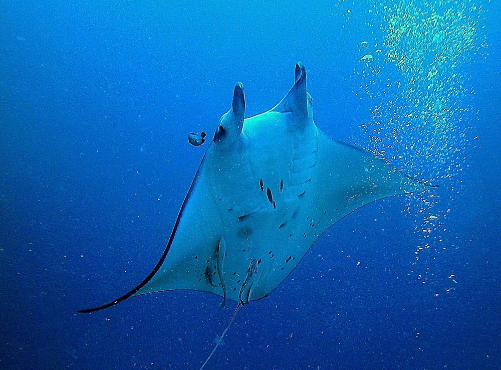 File:Manta diving up German Channel Palau (12672672343).jpg - Wikimedia  Commons