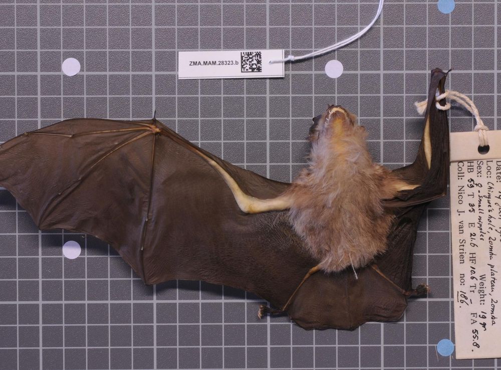 File:Naturalis Biodiversity Center - ZMA.MAM.28323.b ven - Rhinolophus  clivosus Augur - skin.jpeg - Wikimedia Commons