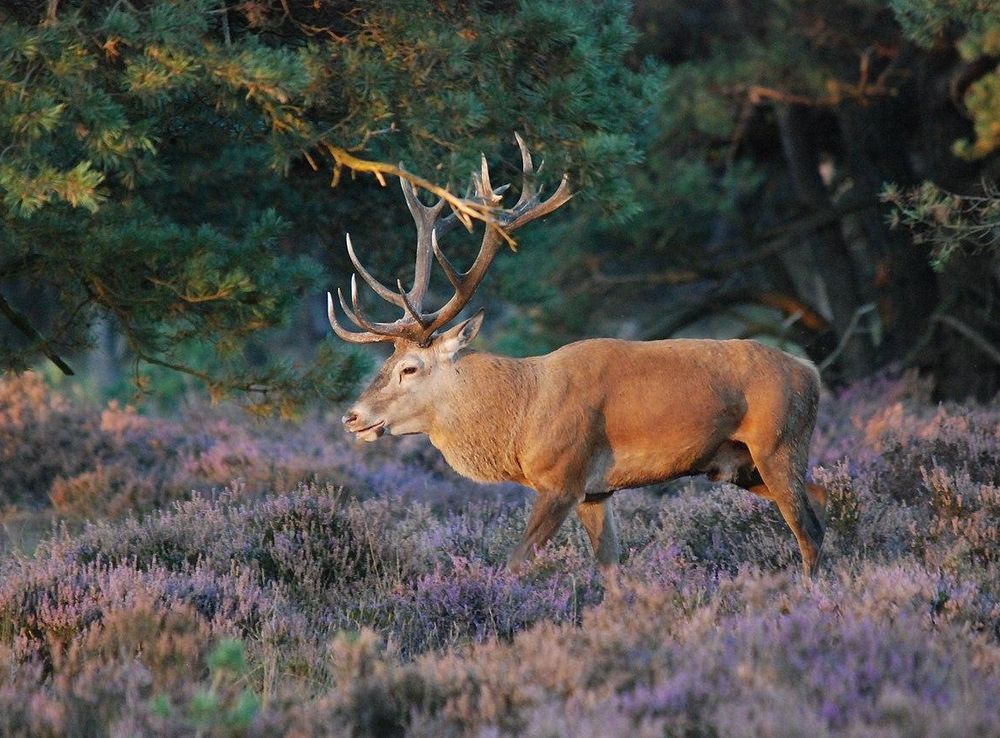 File:Nice male red deer in heather at Hoge Veluwe at mating season, lots of  wildwatchers look at him in the eveningsun. See next photo - panoramio.jpg  - Wikimedia Commons