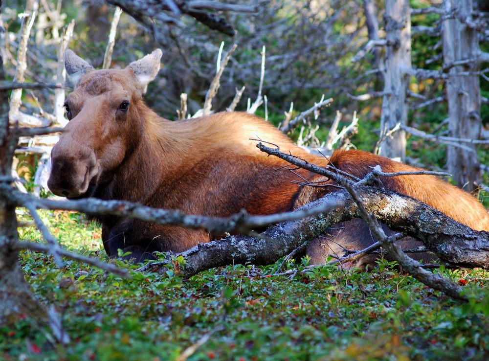 File:Cape breton highlands national park moose.JPG - Wikipedia