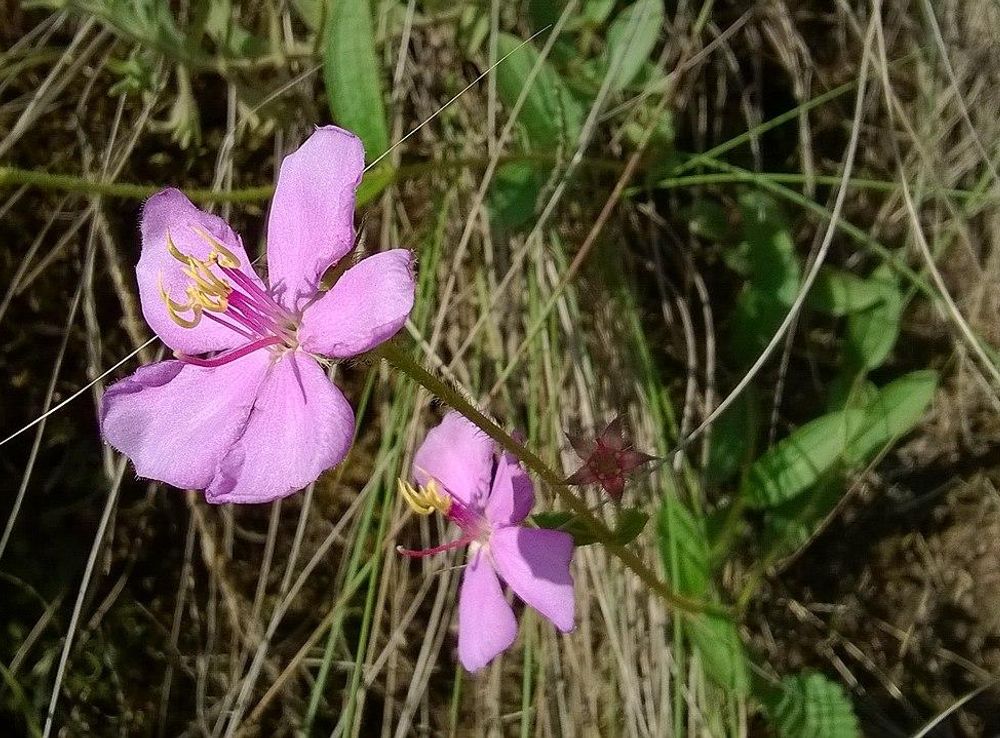 File:Quaresmeira Herb Flower (Tibouchina gracilis) in the Grasslands in Rio  Grande do Sul.jpg - Wikimedia Commons