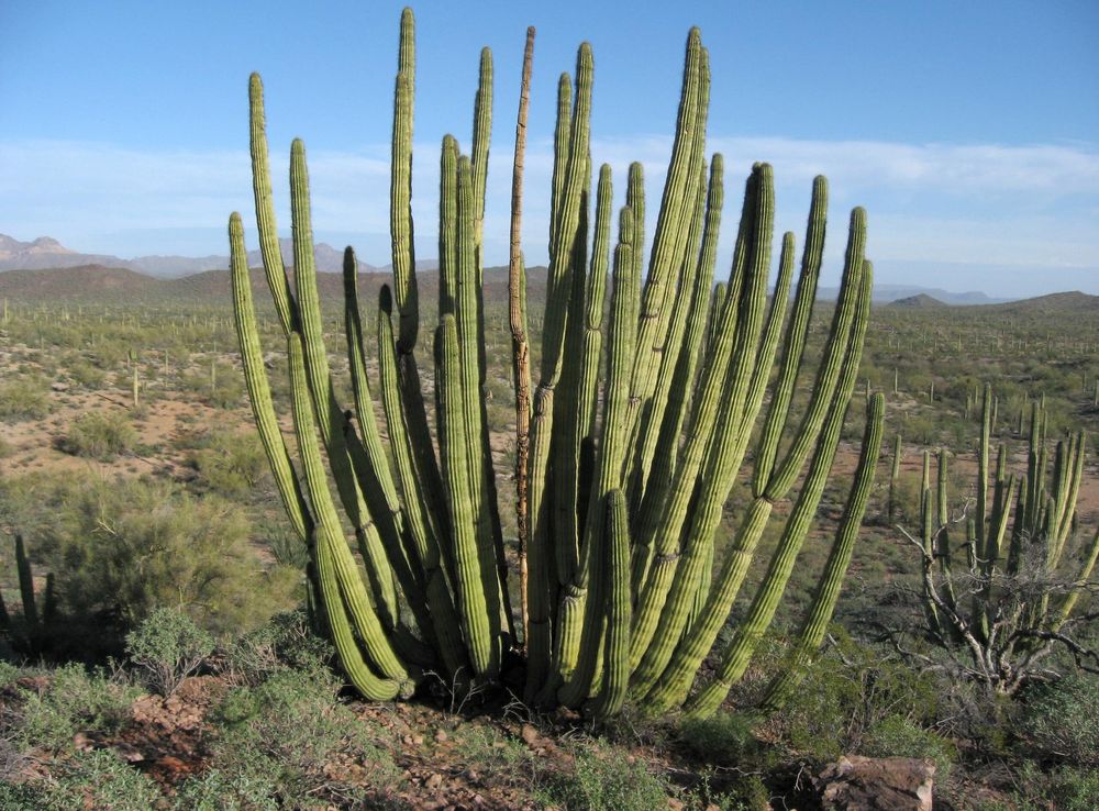 File:Glandulicereus thurberi North Puerto Blanco Scenic Drive 1.jpg -  Wikipedia