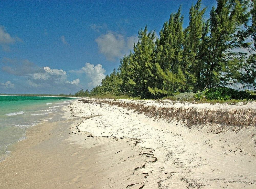 File:Casuarina equisetifolia (ironwood) (San Salvador Island, Bahamas) 2  (15789786685).jpg - Wikimedia Commons