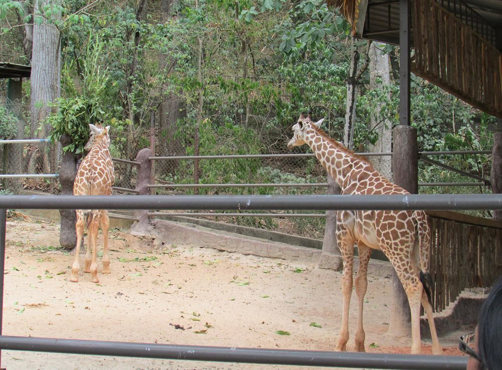 File:Melman and Mandela - Emperor Valley Zoo's two giraffes.JPG - Wikimedia  Commons