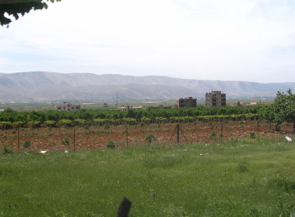File:Beqaa-vineyard.JPG - Wikipedia