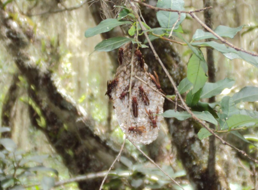 File:Quebrada de los Cuervos - Flora y Fauna.JPG - Wikimedia Commons