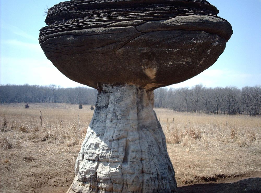 File:Mushroomsp.JPG - Wikimedia Commons