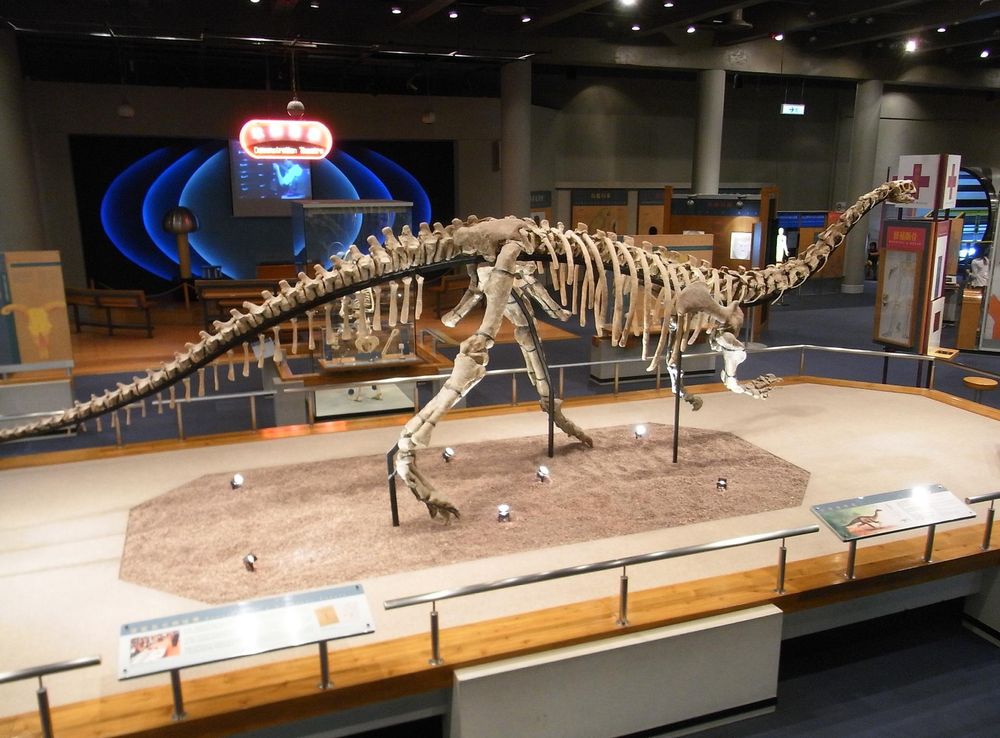 File:HK TST Science Museum bones exhibit 203 恐龍 dinosaur Sept-2012.JPG -  Wikimedia Commons