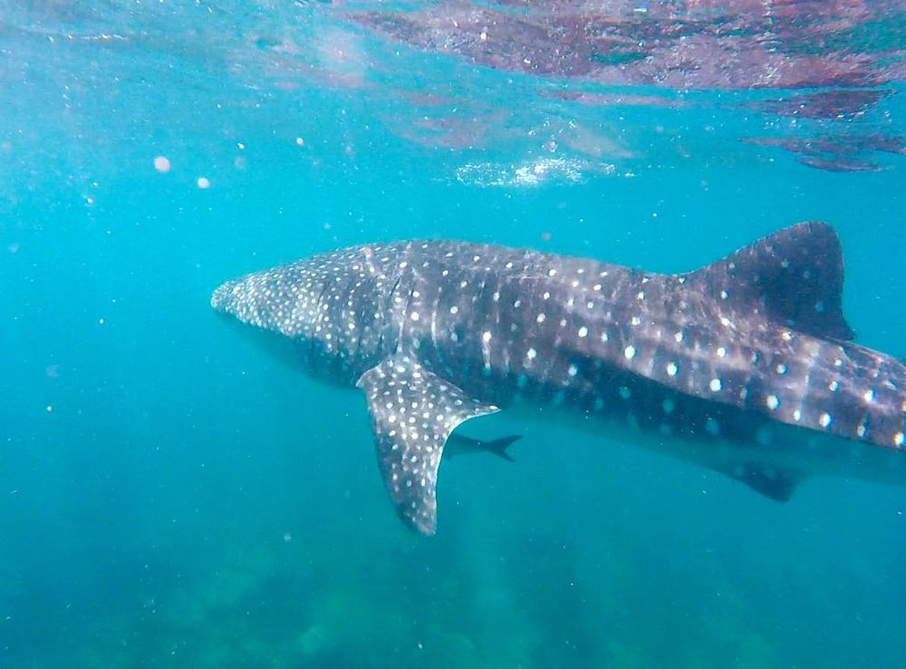 File:Whale Shark photo taken at Ningaloo Reef on the 27th March 2016.png -  Wikimedia Commons