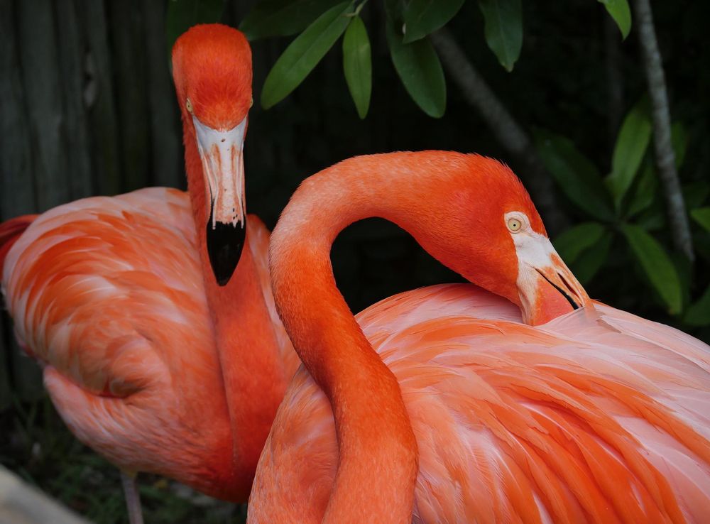 File:Flamingos At Nashville Zoo (217376097).jpeg - Wikimedia Commons