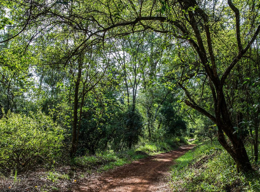File:Karura Forest Nairobi 03.JPG - Wikimedia Commons
