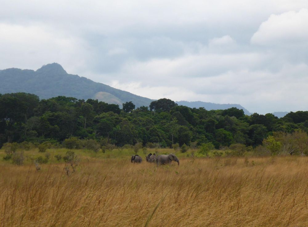 File:Elephants in Lopé National Park.JPG - Wikimedia Commons