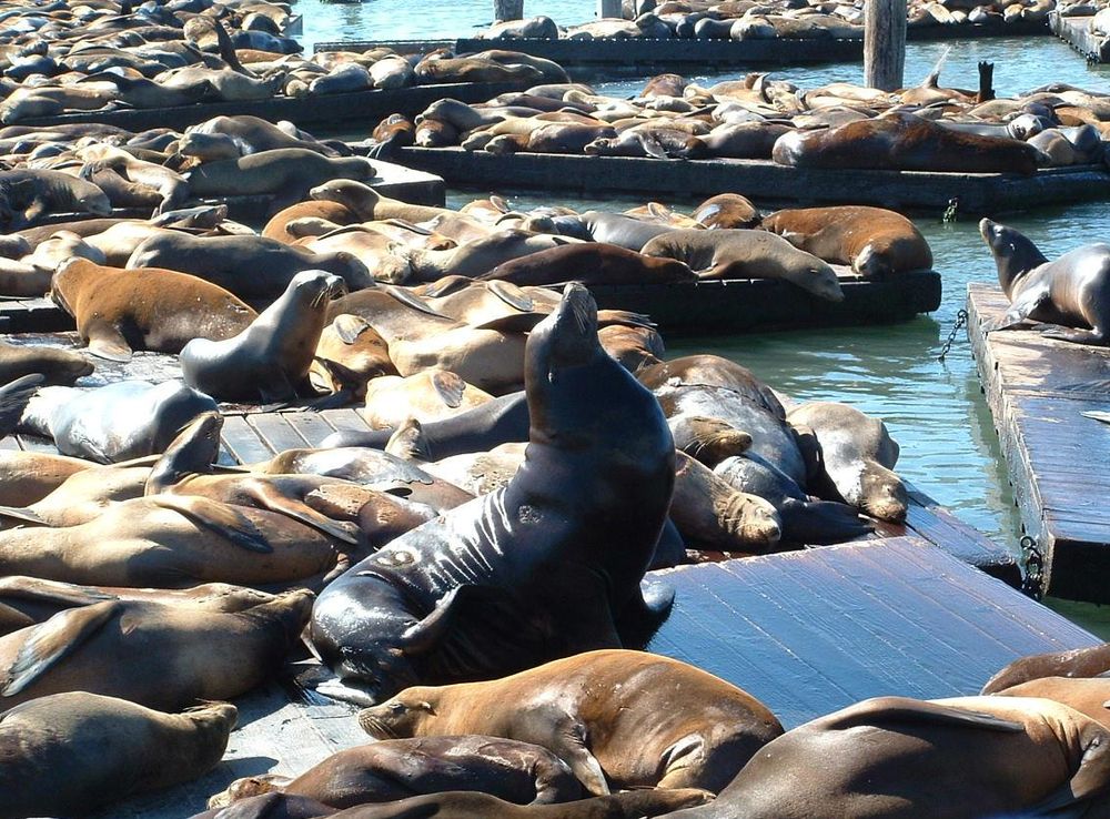 File:Cal Sea Lions on Pier 39.JPG - Wikimedia Commons