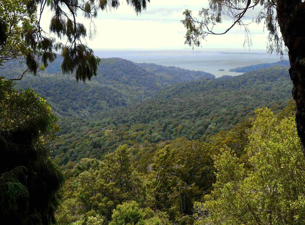 File:Forest Stewart Island.jpg - Wikimedia Commons