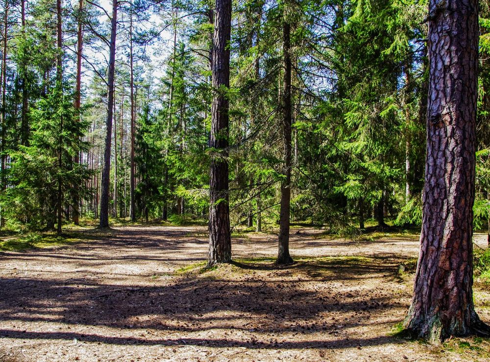Free Images : tree, natural environment, woodland, tropical and subtropical  coniferous forests, grove, nature reserve, natural landscape, spruce fir  forest, Northern hardwood forest, red pine, vegetation, biome, old growth  forest, temperate broadleaf