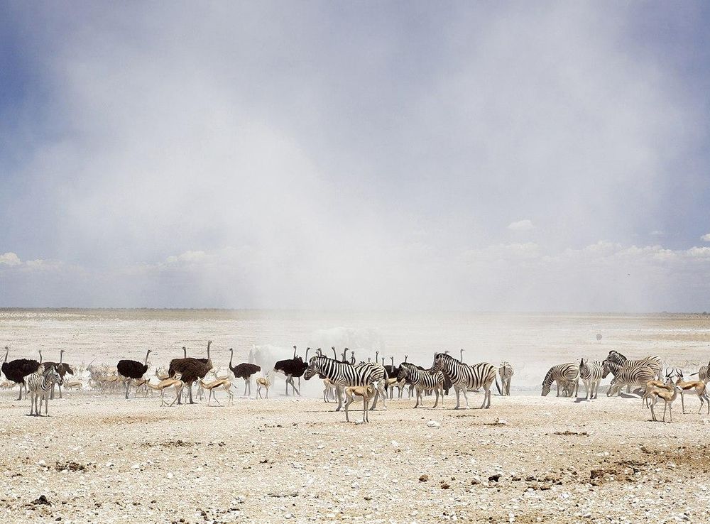 File:Dust Cloud in Etosha National Park.jpg - Wikipedia