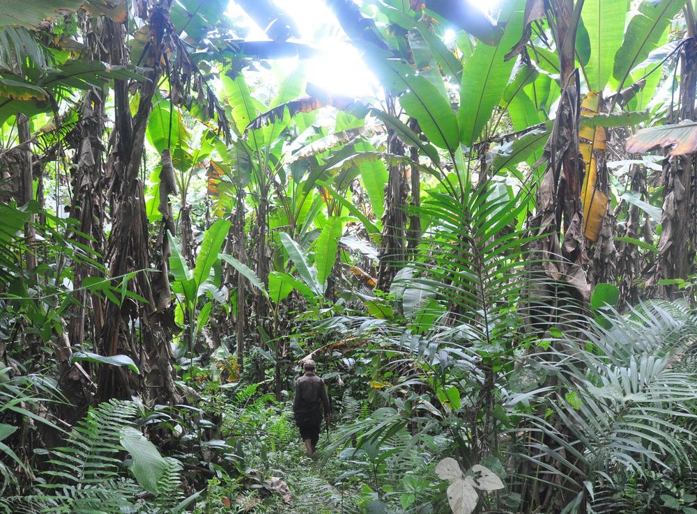 File:Forest Nam Ha NPA Laos.jpg - Wikipedia