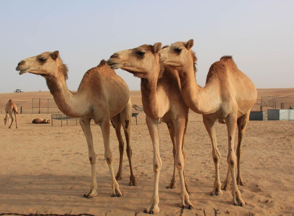 Free Images : desert, dubai, fauna, vertebrate, vicuna, u a e, guanaco,  natural environment, aeolian landform, camel like mammal, mustang horse,  arabian camel 2048x1365 - - 893995 - Free stock photos - PxHere
