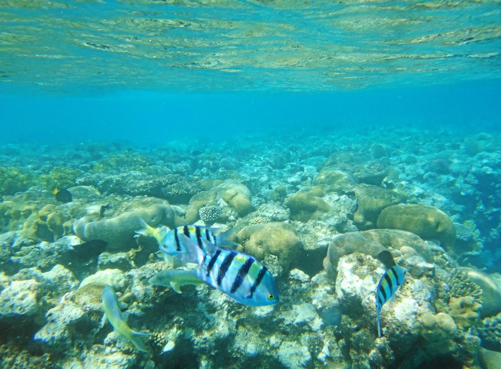File:Eilat-coral-beach-reserve-b.JPG - Wikimedia Commons