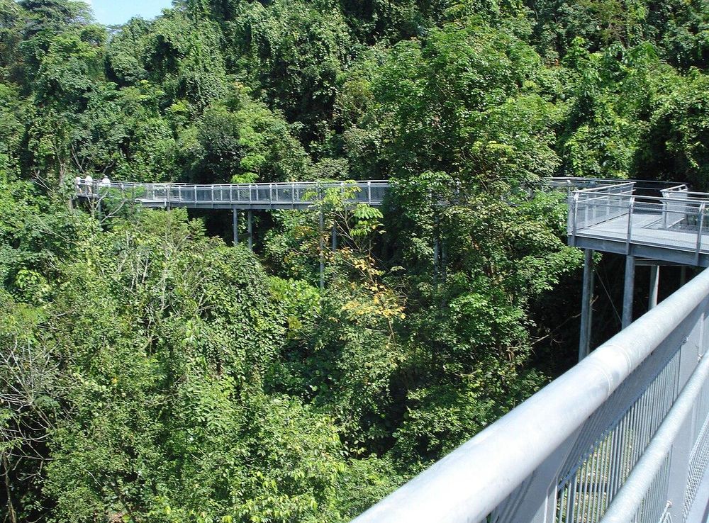 File:Elevated Walkway of the Forest Walk, Southern Ridges, Singapore -  20090314.jpg - Wikipedia