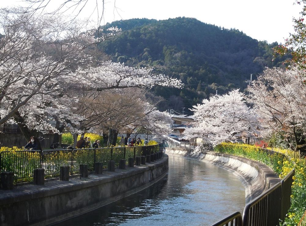 File:Yamasina Lake Biwa Canal and Cherry Blossom Viewing (5).JPG -  Wikimedia Commons