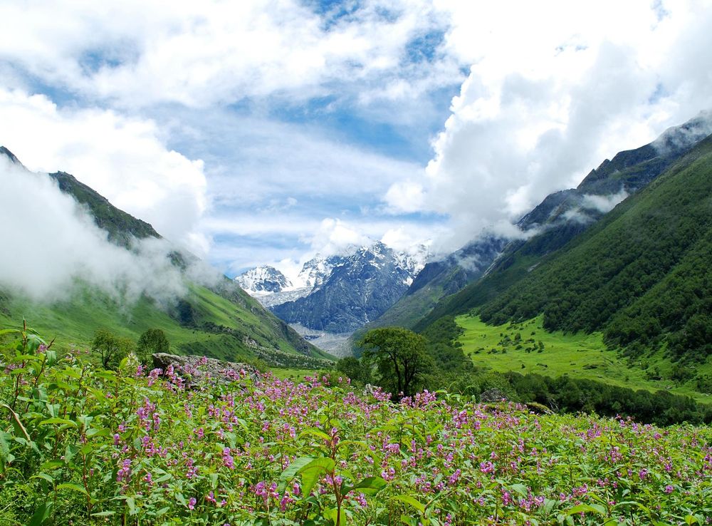 File:(A) Valley of flowers, Garhwal Uttarakhand India.jpg - Wikimedia  Commons