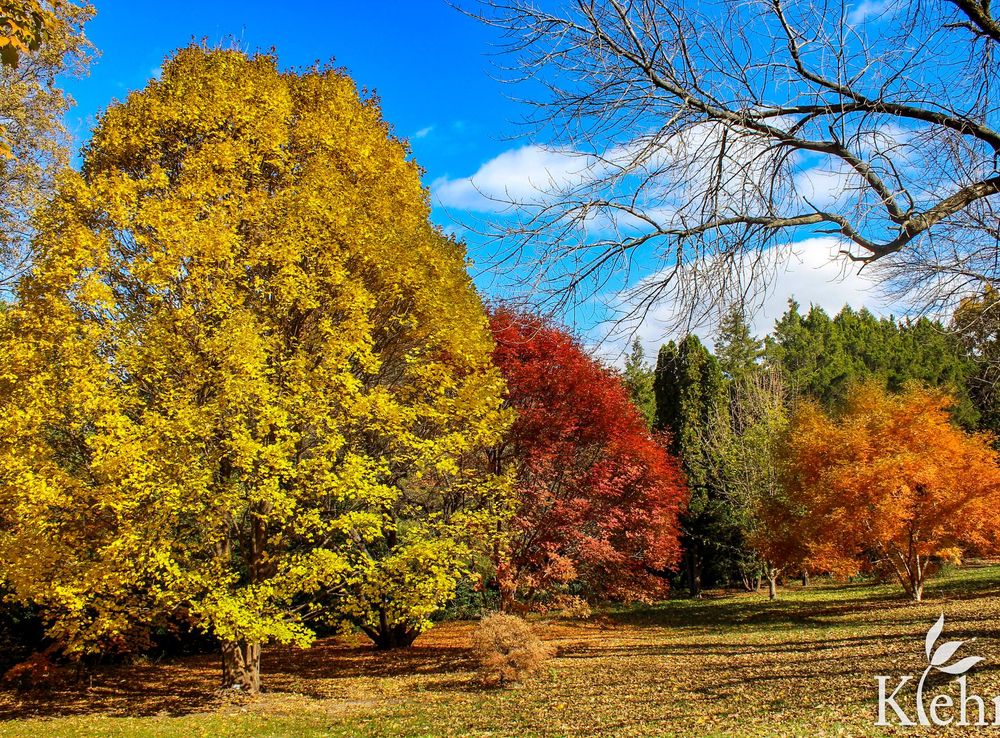 File:Klehm Arboretum & Botanic Garden Fall Colors.jpg - Wikimedia Commons