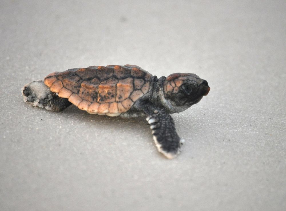 Help for hatchlings on the beach > Tyndall Air Force Base > Display