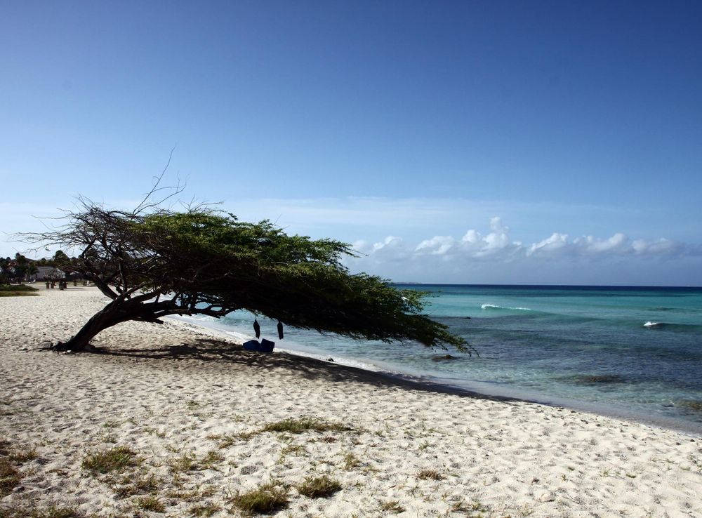 Free Images : coast, tree, ocean, horizon, sky, shore, wave, wind,  vacation, holiday, bay, island, body of water, caribbean, aruba, cape, sand  beach, south sea, abc islands, arecales, lesser antilles 4752x3168 - -