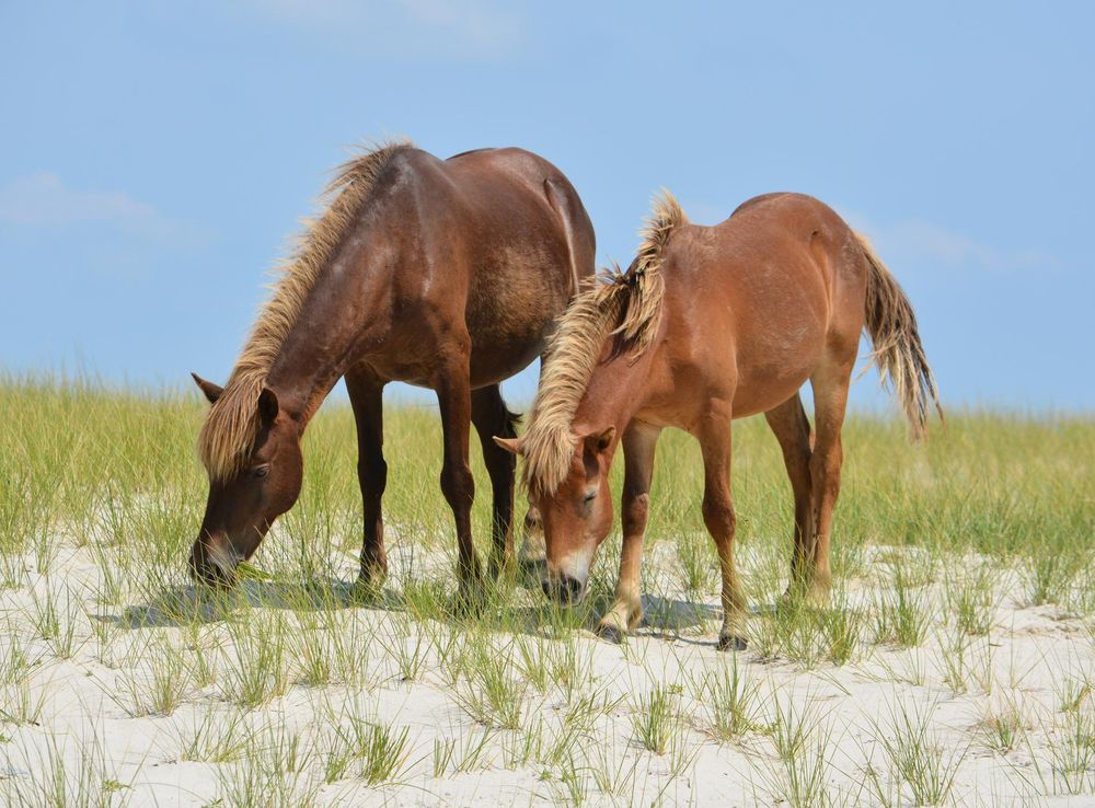 Assateague Island National Seashore Wild Horse Update – July 2019 - Assateague  Island National Seashore (U.S. National Park Service)