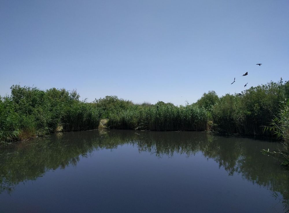 ملف:Azraq Wetland Reserve, May 2017.jpg - ويكيبيديا