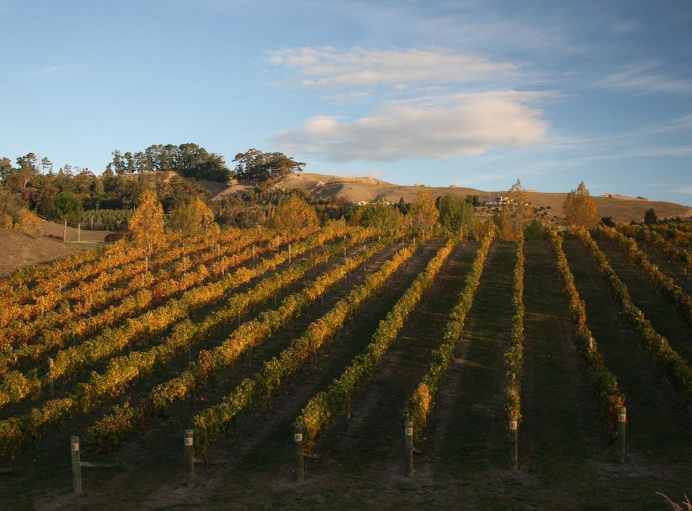File:HB Vineyard autumn.JPG - Wikipedia