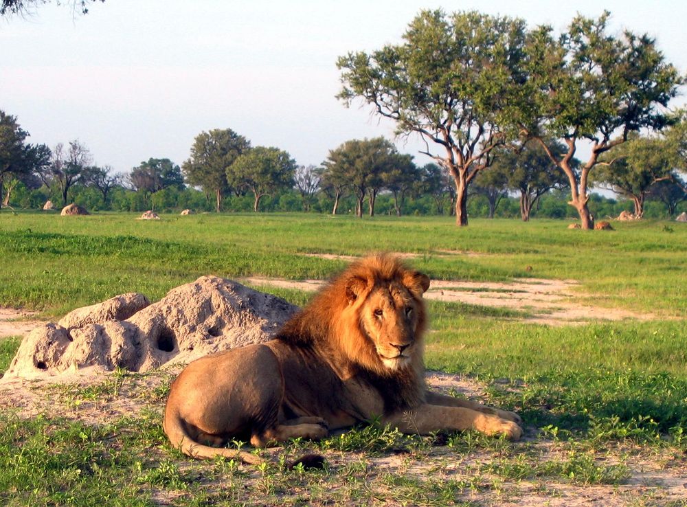 File:Lion-hwange.jpg - Wikimedia Commons