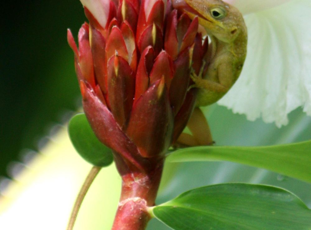 File:Anolis oculatus at Roseau-a01.jpg - Wikimedia Commons