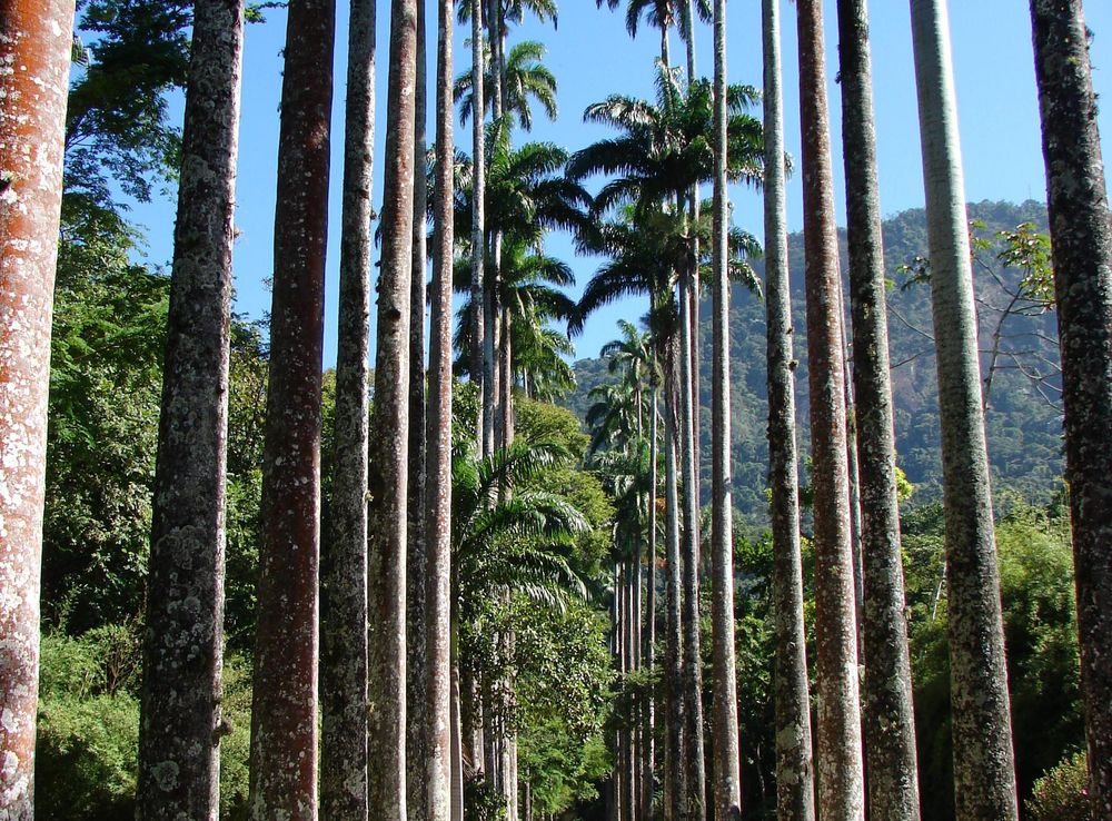 Ficheiro:Imperial palm trees.JPG – Wikipédia, a enciclopédia livre