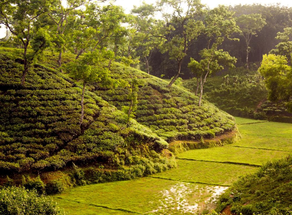 File:Tea Garden near Srimangal, Sylhet, Bangladesh.jpg - Wikimedia Commons