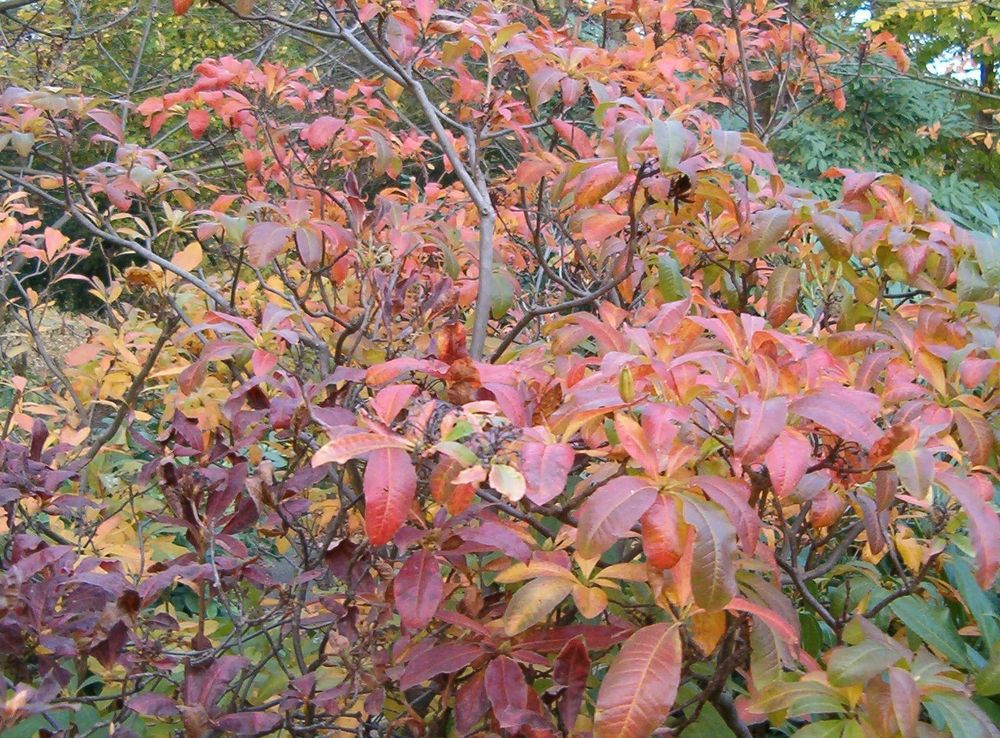 Rhododendron - Wikipedia