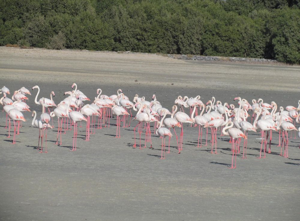 File:Flemingos from Rasal khore wildlife sanctuary.JPG - Wikimedia Commons