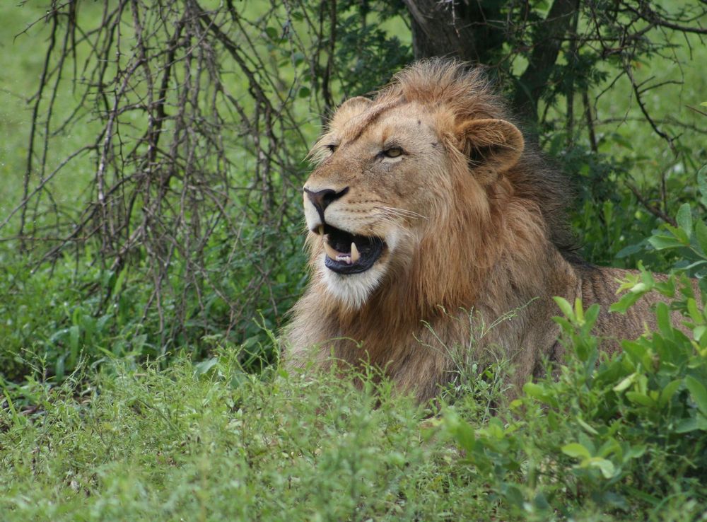 Free Images : african, male, kruger, national park, south africa, wildlife,  terrestrial animal, wilderness, masai lion, fauna, mane, grass, big cats,  grassland, organism, snout, safari, jungle, whiskers, savanna 3456x2304 -  MarlothDee -